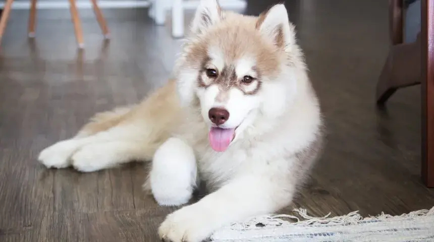 Co jedzą szczeniaki husky? Kluczowe informacje o ich diecie