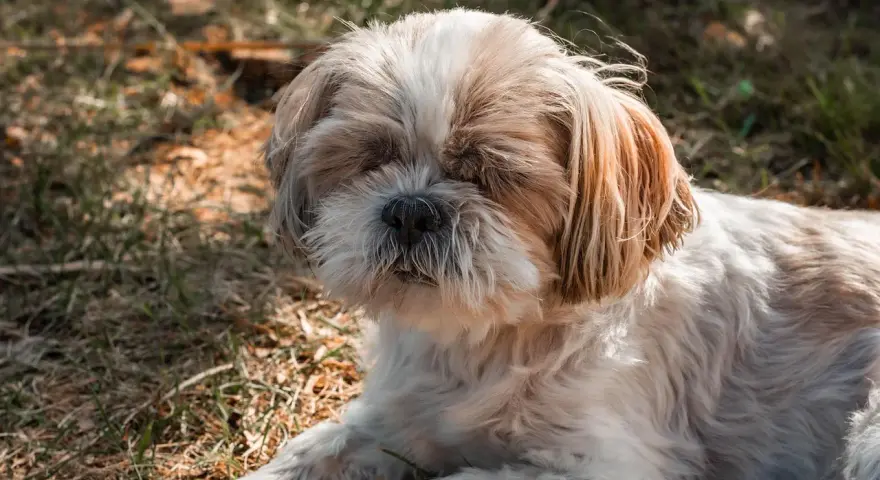 Puszysty piesek Shih Tzu odpoczywa na trawie. Może dlatego pies śpi przy głowie, bo czuje się bezpiecznie i blisko swojego opiekuna.
