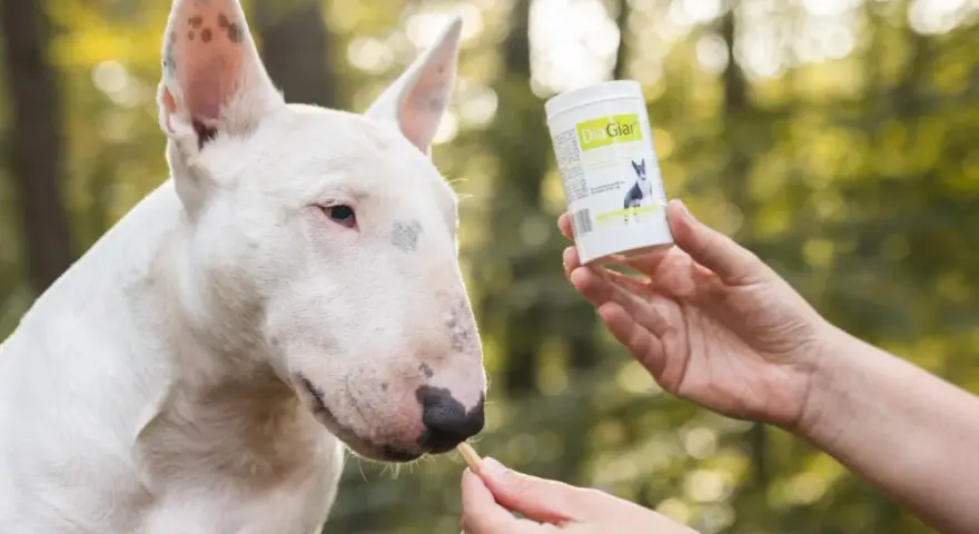 Biały bull terrier dostaje smakołyk, który może pomóc w walce z lamblią u psa.