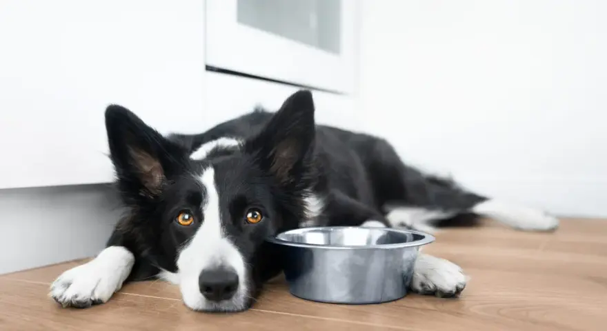 Smutny border collie leży obok pustej miski. Zastanawiasz się nad border collie cena?