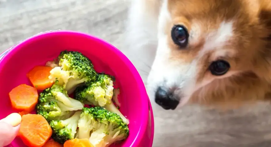 Corgi z zaciekawieniem patrzy na miskę z brokułami i marchewką. Czy pies może jeść brokuły? Tak, w umiarkowanych ilościach.