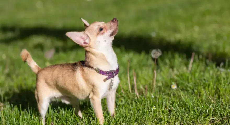 Mały chihuahua z fioletową obrożą, z zaciekawieniem wpatruje się w niebo. Jego charakter to odwaga i ciekawość świata.