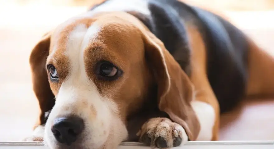 Smutny beagle leży, jego oczy wyrażają cierpienie, jakby czuł ból trzustki objawy.