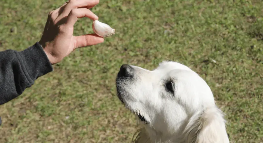 Dłoń trzyma ząbek czosnku nad psem rasy golden retriever.