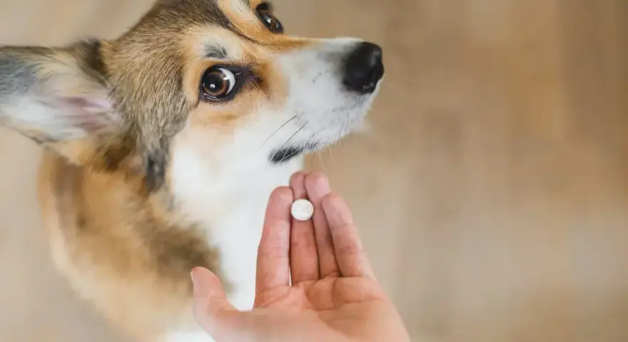 Uroczy corgi czeka na tabletkę. To ważny moment odrobaczania psa, by był zdrowy i szczęśliwy.