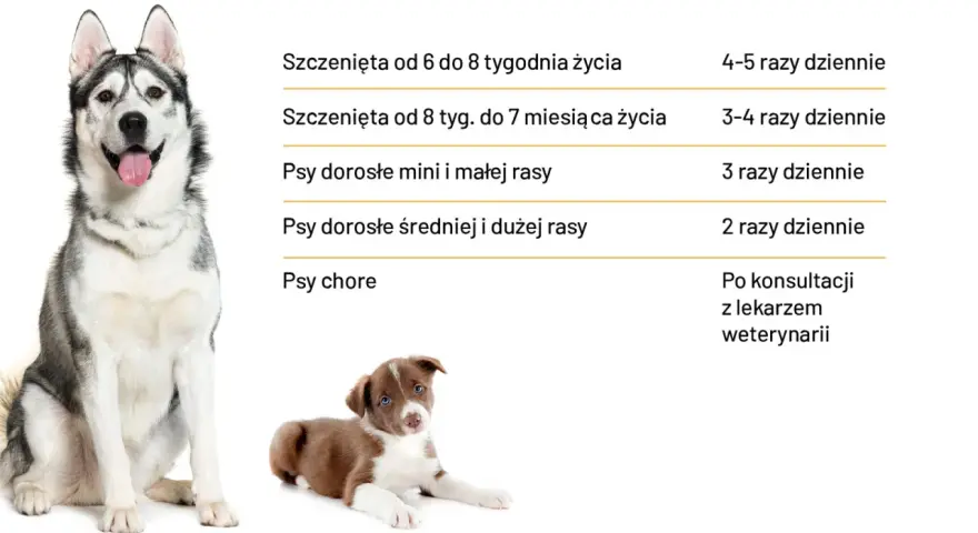 Ile razy dziennie karmić psa? Tabela podpowiada: szczenięta 4-5 razy, dorosłe psy 2-3 razy, chore po konsultacji z weterynarzem.