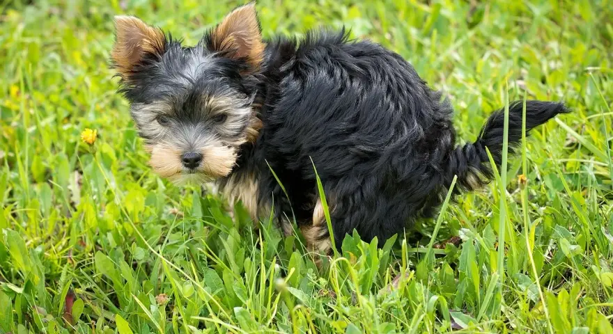 Mały yorkshire terrier robi czarną kupę w trawie.