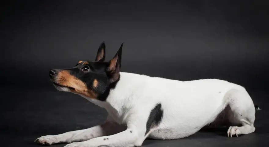 Czarno-biały toy terrier z brązowymi znaczeniami na głowie leży na ciemnym tle, patrząc w górę z zaciekawieniem.