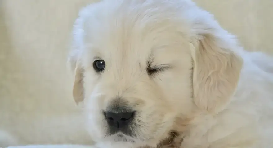 Uroczy szczeniak golden retriever mruga, jakby właśnie odkrywał świat, kiedy szczeniaki otwierają oczy.
