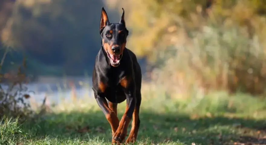 Czarny doberman biegnie przez trawiasty teren. Jego waga jest idealnie proporcjonalna do sylwetki, co widać po jego dynamicznym ruchu.