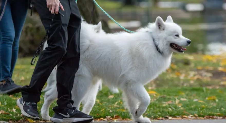 Biały samoyed, którego waga jest idealna, spaceruje z opiekunem po parku jesienią.
