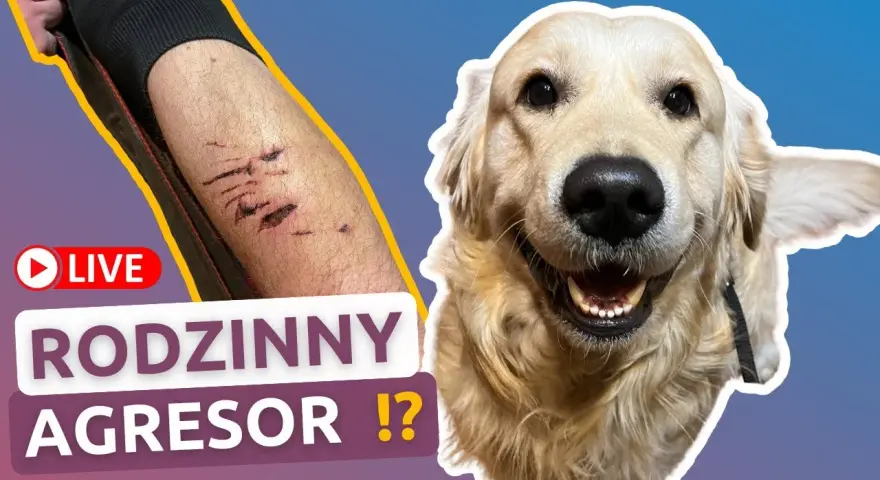 Czy golden retriever niszczy? Jak uniknąć zniszczeń w domu