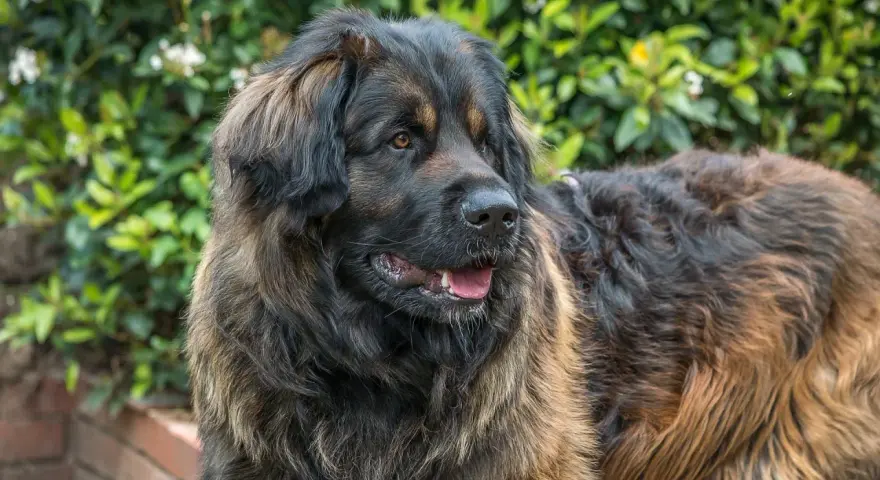 Duży brązowy pies rasy leonberger z gęstą, puszystą sierścią, patrzący w bok na tle zieleni.