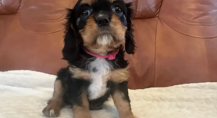 Uroczy szczeniak cavalier king charles spaniel w różowej obroży. Sprawdź cavalier king charles spaniel cena i znajdź swojego wymarzonego pupila!