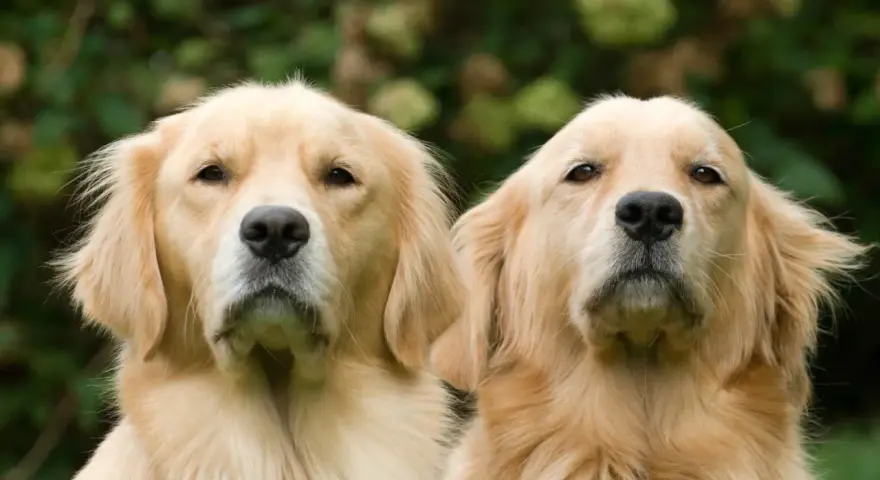 Dwa urocze szczenięta golden retriever patrzą w obiektyw.