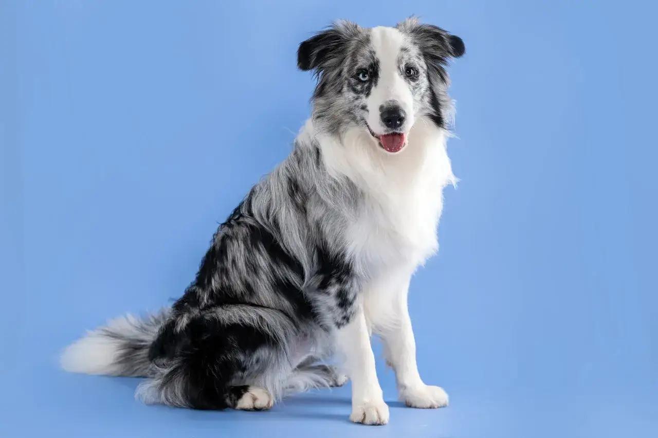 Piękny border collie blue merle z niebieskimi oczami siedzi na niebieskim tle, gotowy do zabawy.