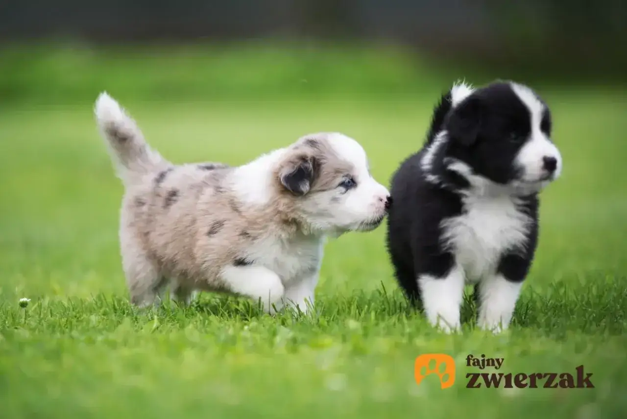 Dwa szczenięta border collie na trawie. Zastanawiasz się nad border collie cena?