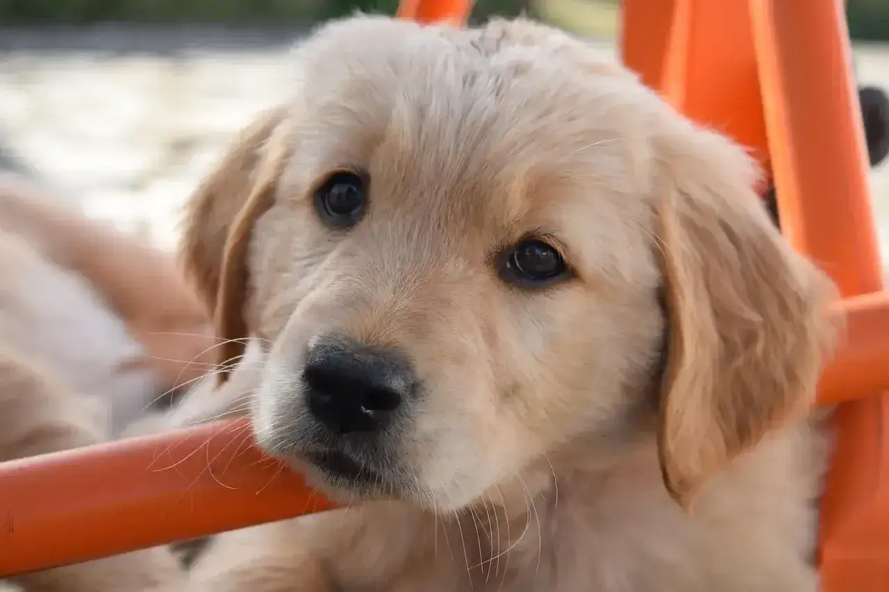 Uroczy golden retriever puppy z wielkimi, ciemnymi oczami, oparty o pomarańczową rurkę.