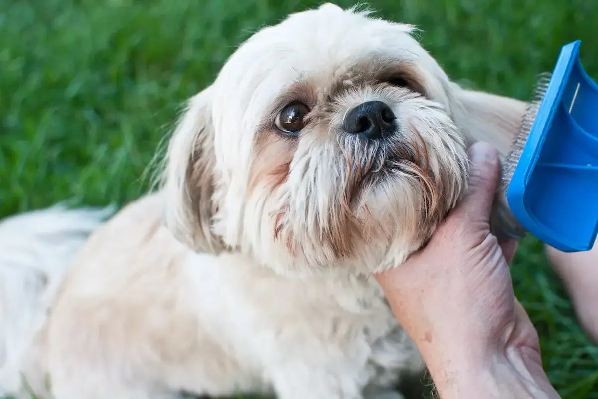 Shih tzu ma długie, jedwabiste włosy, które wymagają regularnego czesania. Ten słodki piesek leży na trawie, a jego opiekun delikatnie rozczesuje jego puszyste włosy.