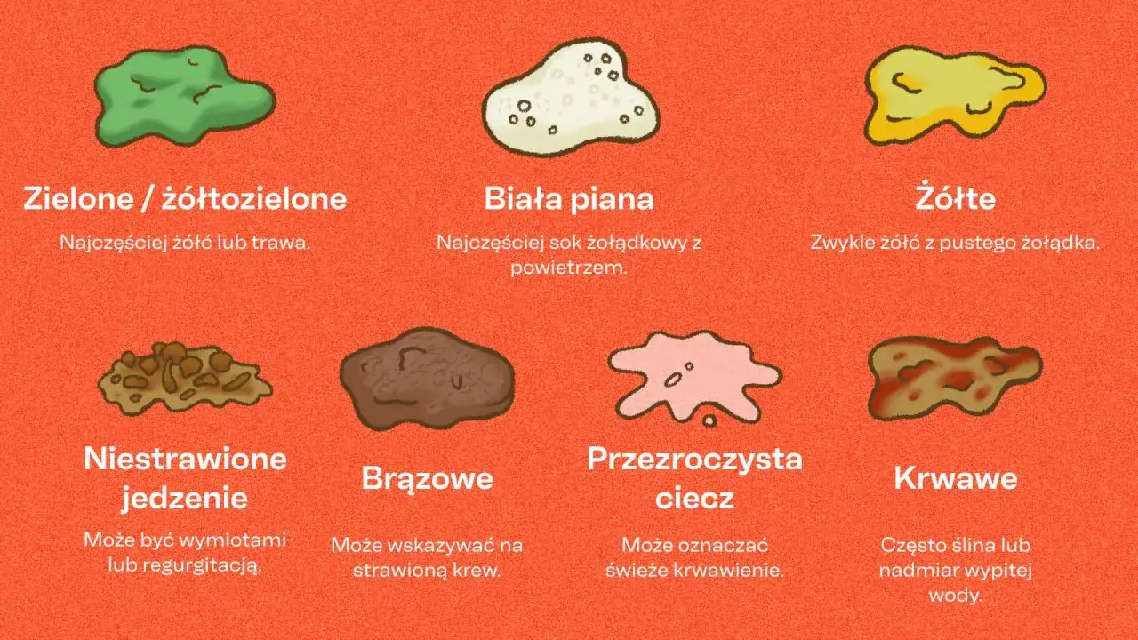 Ilustracja pokazuje różne rodzaje wymiotów psa, w tym niestrawione jedzenie.