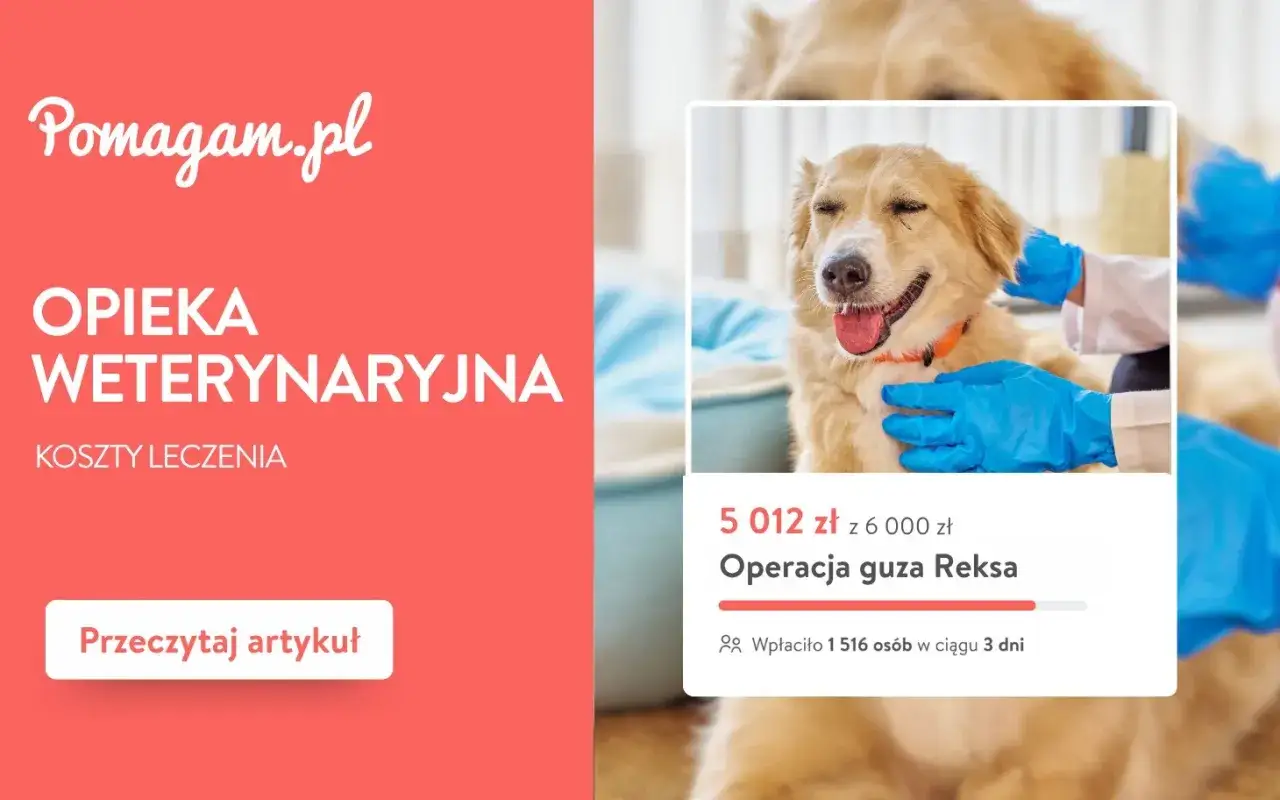 Dowiedz się, ile kosztuje wizyta u weterynarza i leczenie zwierząt. Pomóż Reksiowi w walce z guzem.