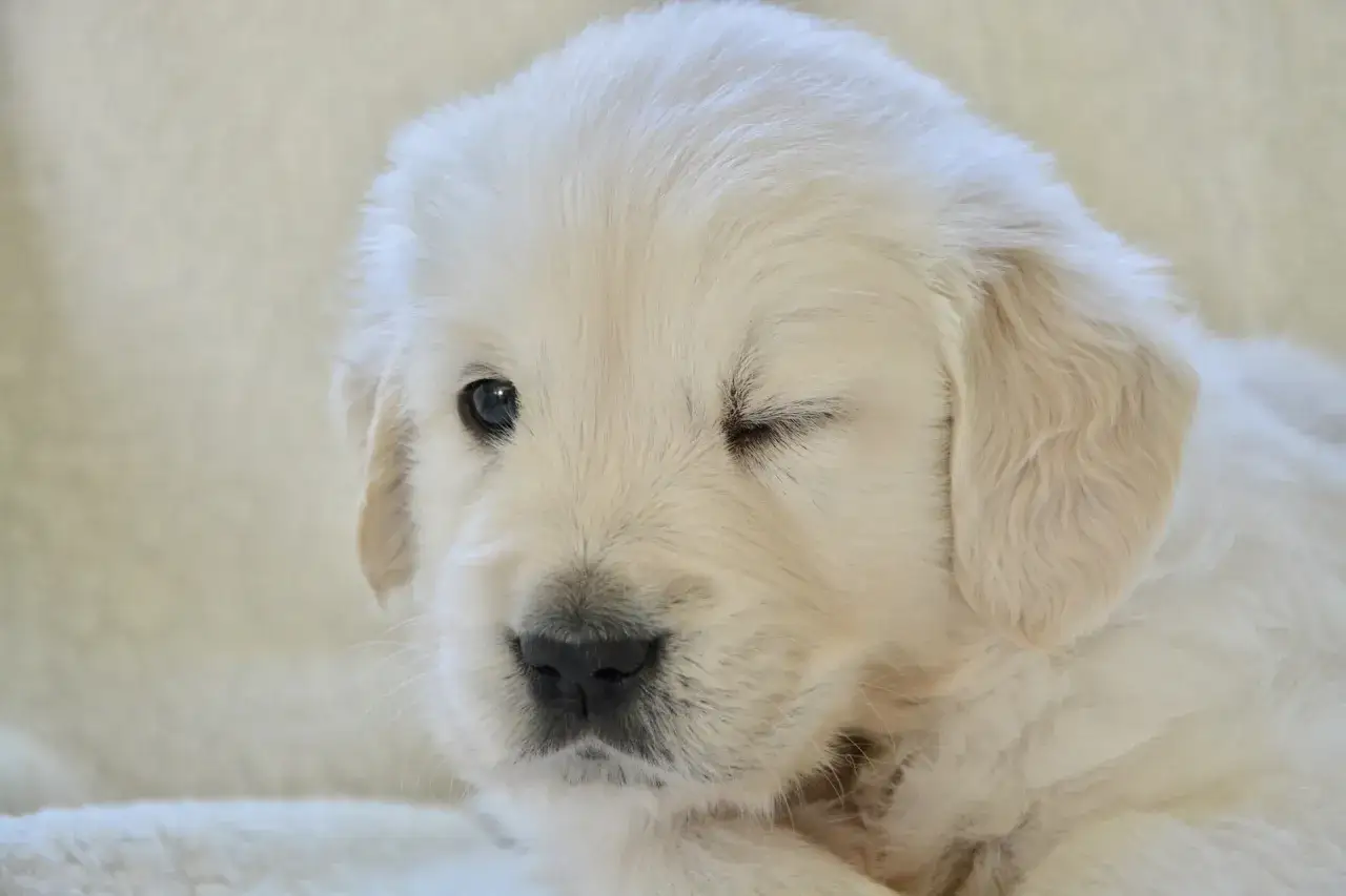 Uroczy szczeniak golden retrievera mruga, kiedy szczeniaki otwierają oczy.