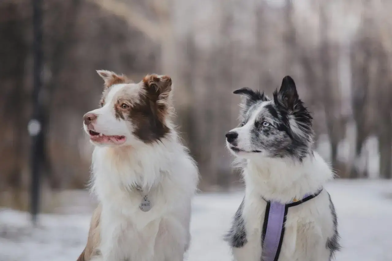 Dwa border collie w zimowej scenerii. Ich gęsta, biała sierść pięknie kontrastuje z brązowymi i szarymi znaczeniami.
