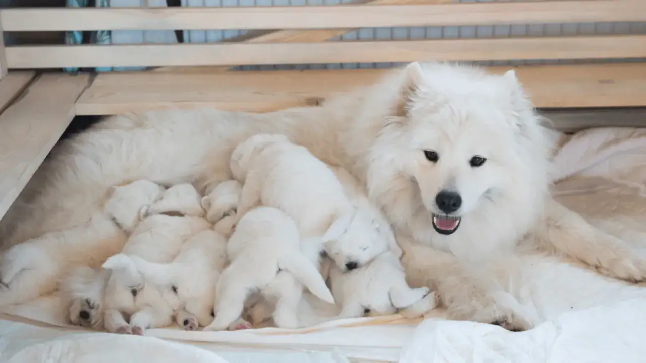 Urocza mama samoyed otoczona gromadką śpiących samoyed puppy.