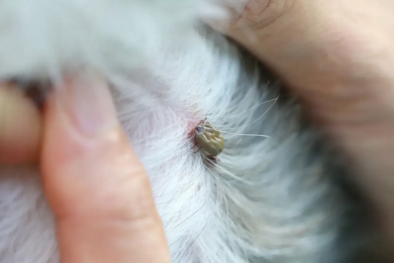 Larwa kleszcza w skórze zwierzęcia, widoczna między białymi włosami. Dłoń delikatnie rozchyla sierść, by lepiej przyjrzeć się pasożytowi.