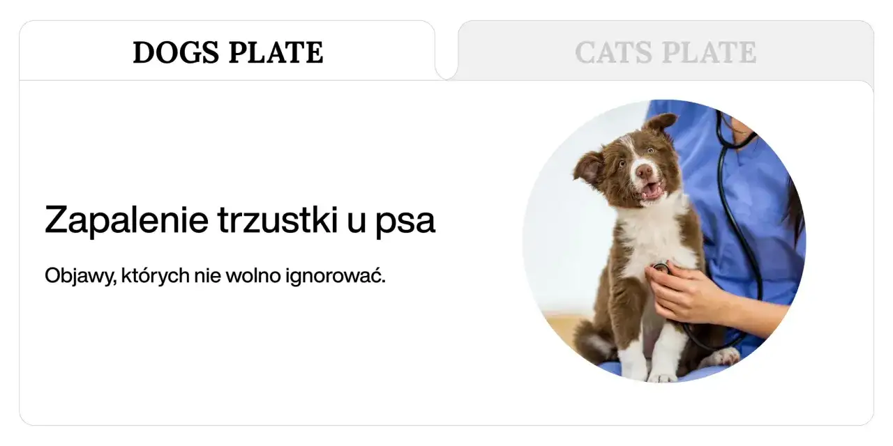Szczeniak z zapaleniem trzustki u weterynarza. Objawy bólu trzustki u psa, których nie wolno ignorować.