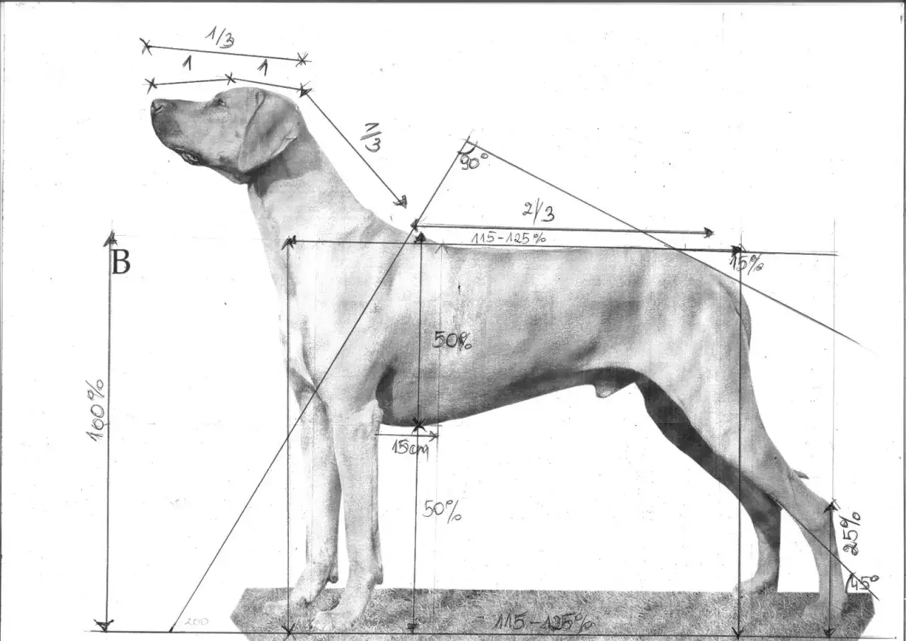 Anatomia psa z wymiarami i kątami. Kłąb zaznaczony jako punkt odniesienia dla proporcji ciała.