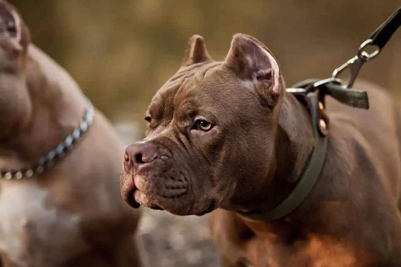Brązowy pitbull miniaturka z zieloną obrożą i smyczą, obok drugi pies w srebrnym łańcuchu.