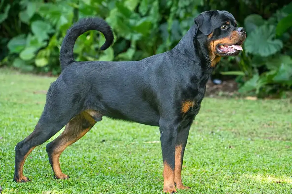 Potężny rottweiler waga idealna, stoi na trawie.