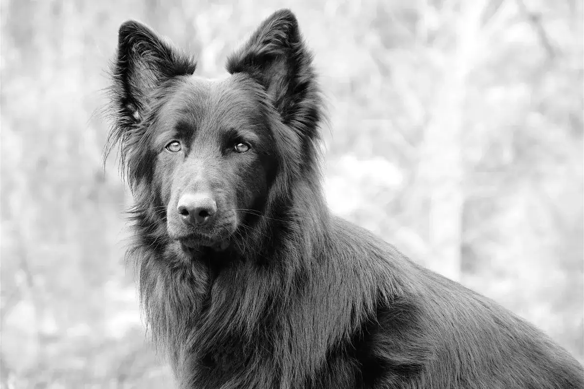 Portret ciemnego owczarka, o pięknej, długiej sierści i bystrych oczach. Ten blue bay shepherd wygląda jakby strzegł tajemnic.