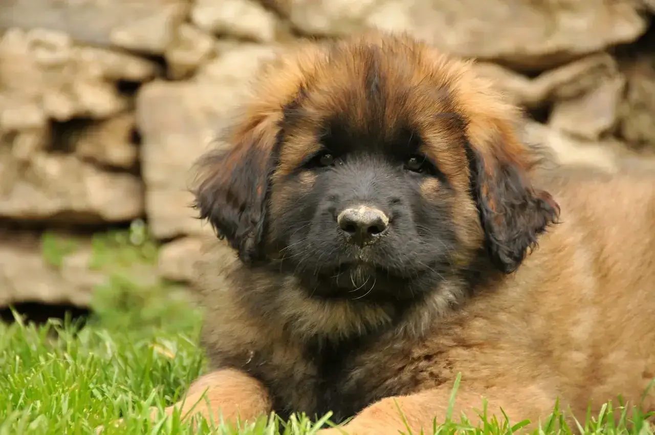 Uroczy szczeniak leonberger leży na trawie. Zastanawiasz się nad jego leonberger cena?