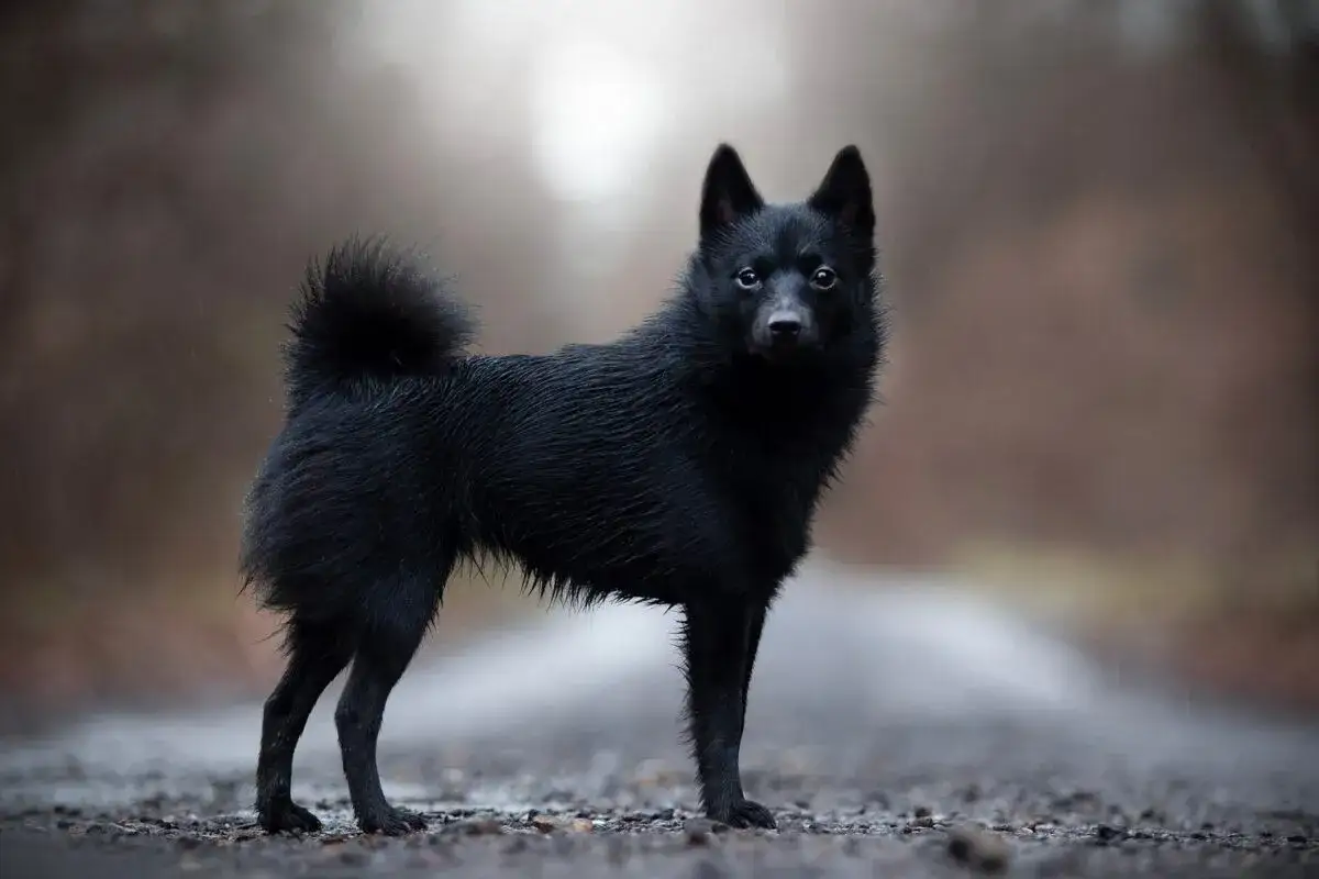 Czarny pies rasy Schipperke, z puszystym ogonem, stoi na kamienistej drodze w deszczowy dzień.