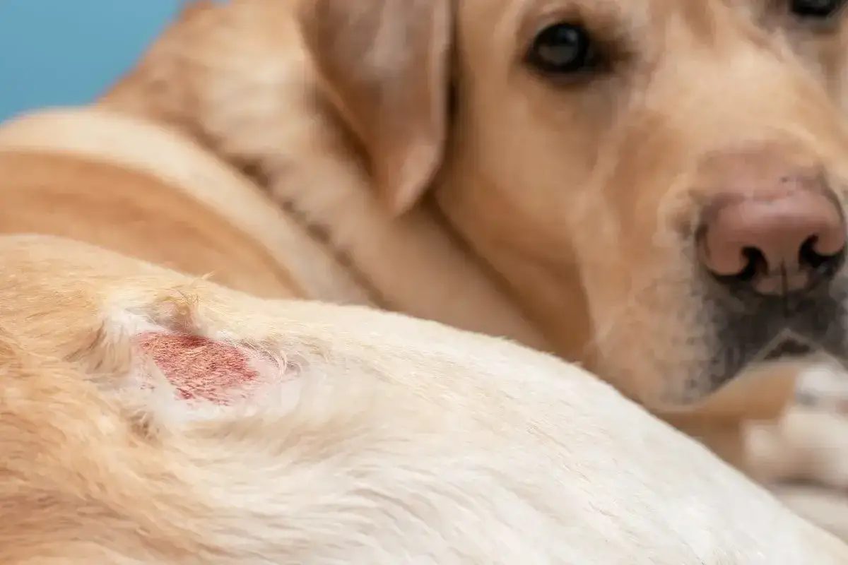 Labrador z zaczerwienioną, podrażnioną skórą na boku, być może wymagającą leczenia Dermipred.