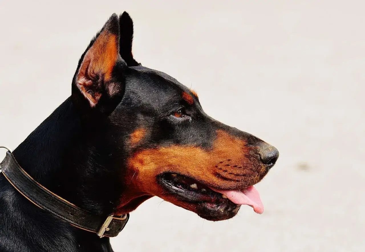 Portret dobermana z wystawionym językiem. Jego waga jest idealna dla tej rasy.