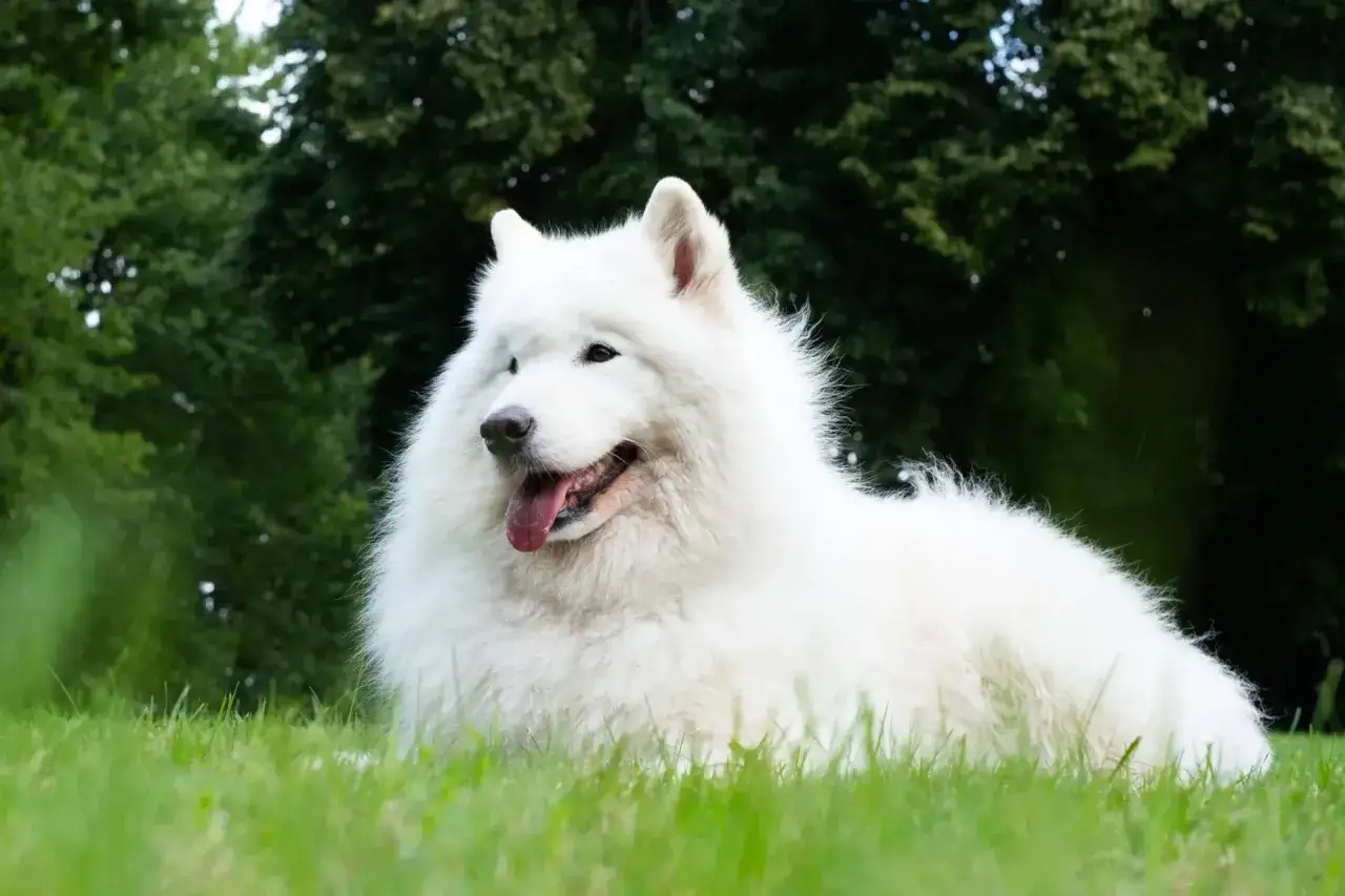 Duży biały pies rasy Samoyed leży na trawie, ciesząc się ciepłym dniem. Jego puszyste futro lśni w słońcu.
