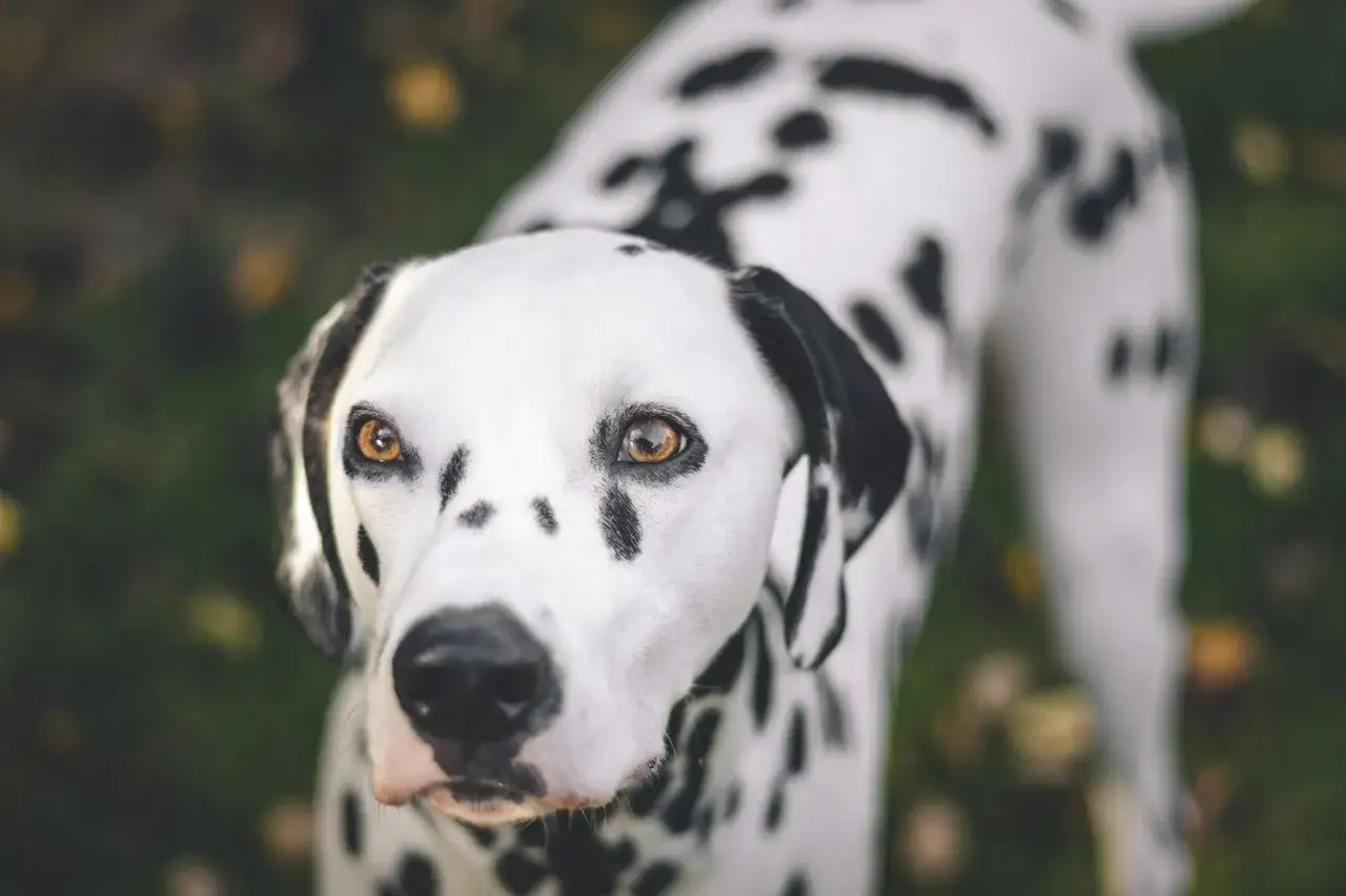 Uroczy dog o białej sierści w czarne cętki, z bystrymi, bursztynowymi oczami, patrzy wprost na Ciebie.