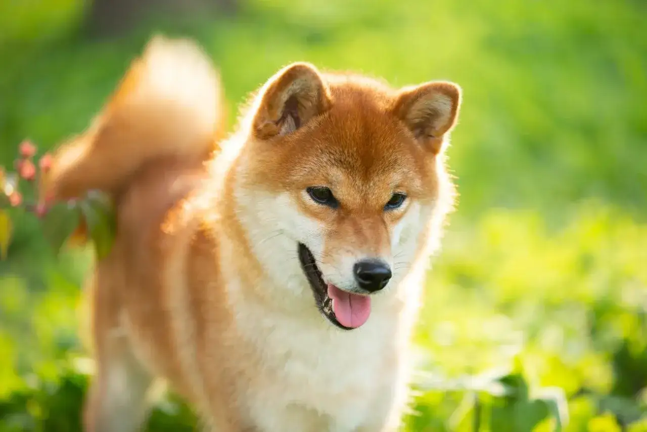 Szczęśliwy pies rasy Shiba Inu, jeden z spokojnych psów średniej wielkości, cieszy się słońcem na zielonej łące.