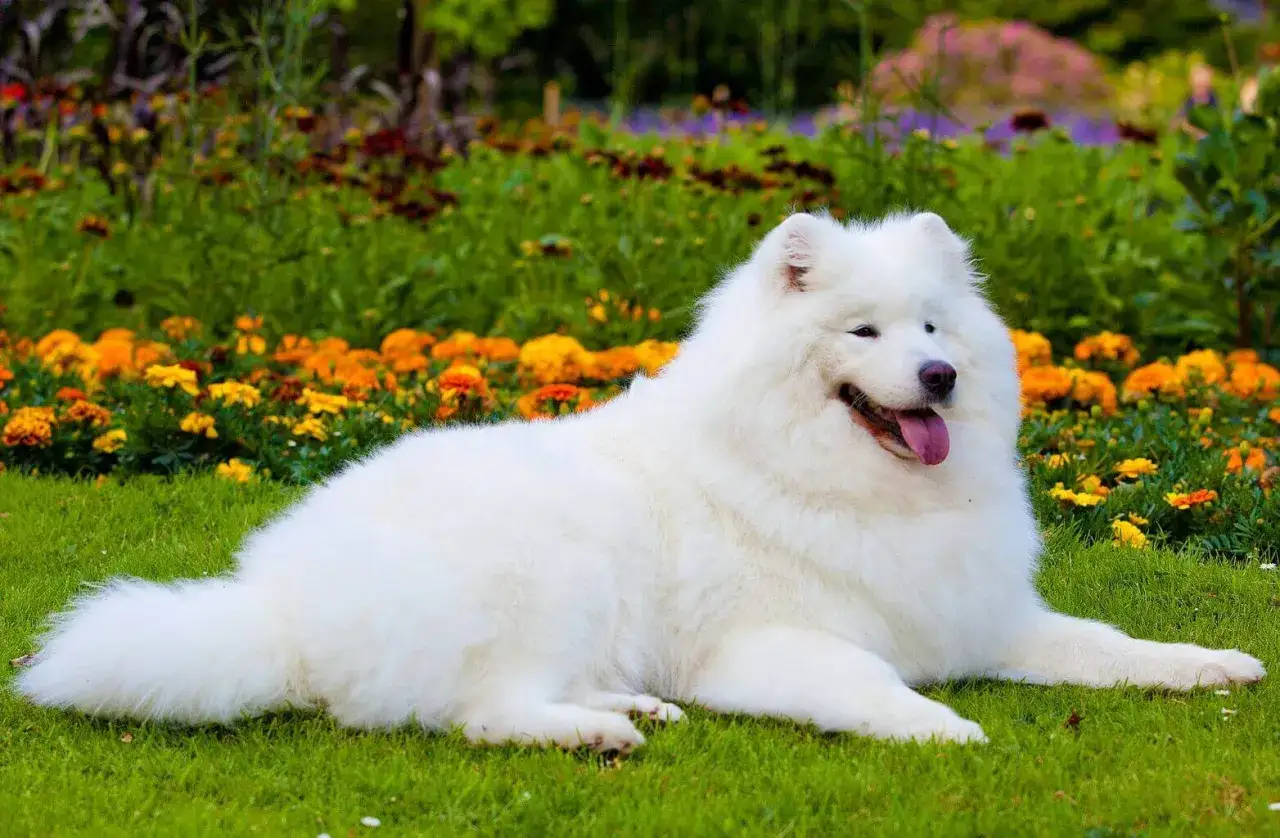 Piękny samoyed waga idealna, leży na trawie wśród kolorowych kwiatów.