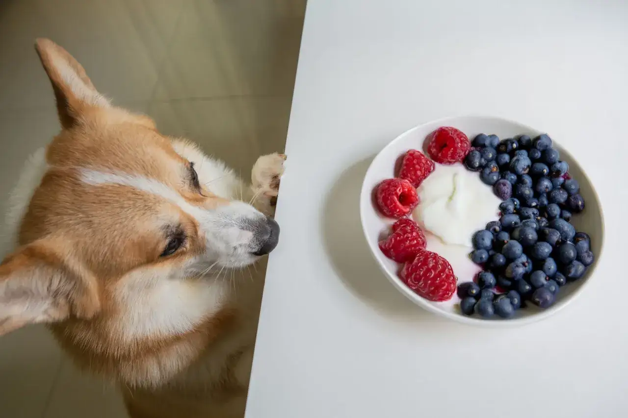 Corgi z zaciekawieniem spogląda na talerz z jogurtem naturalnym i owocami. Czy pies może jeść jogurt naturalny?