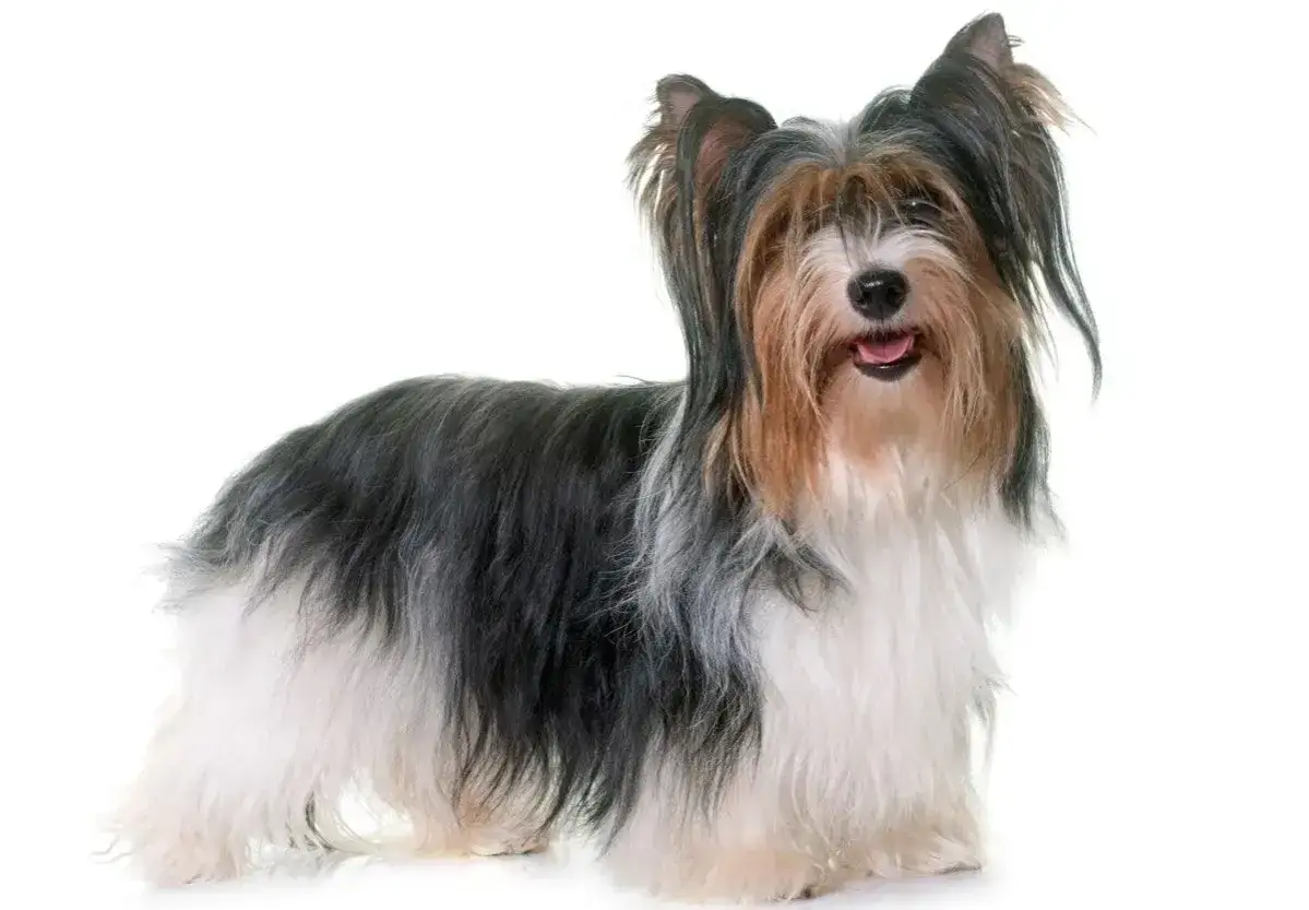 Uroczy Biewer Yorkshire Terrier z długą, wielobarwną sierścią. Poznaj jego wady i zalety, zanim zdecydujesz się na tego pieska.