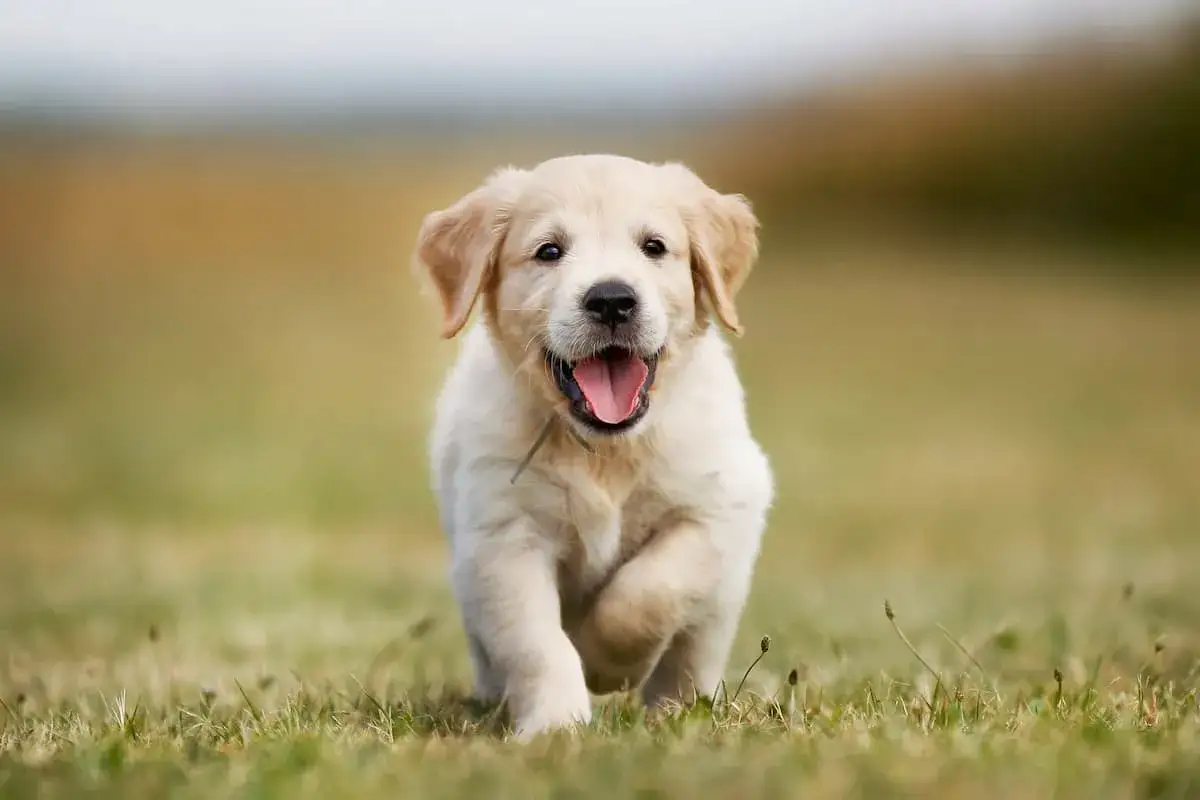 Szczeniak golden retriever biegnie po trawie, radosny i pełen energii. Zastanawiasz się nad golden retriever price?