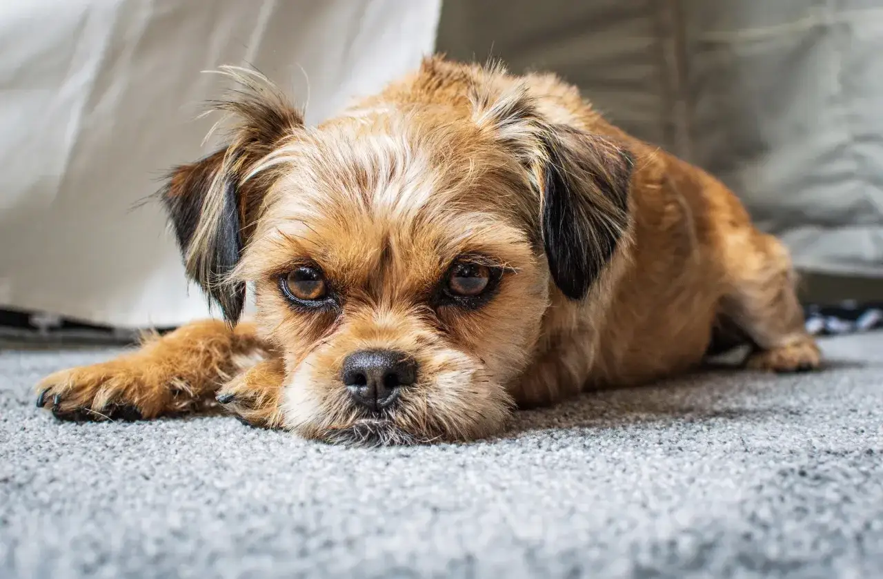 Uroczy shorkie leży na szarym dywanie, patrząc z nadzieją.