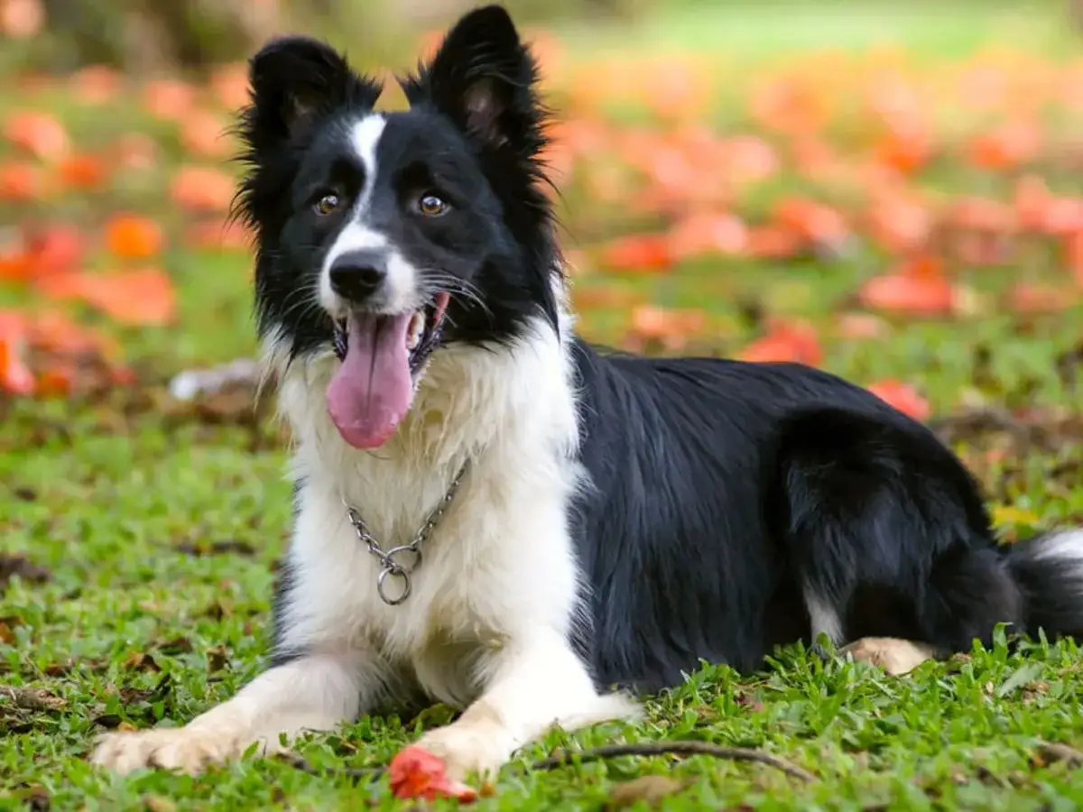 Uroczy border collie, jedna z modnych ras psów, leży na trawie wśród jesiennych liści.