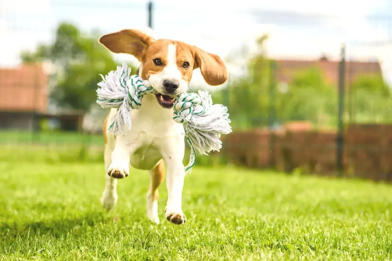 Radosny beagle szczeniak biegnie przez zieloną trawę z zabawką w pysku.
