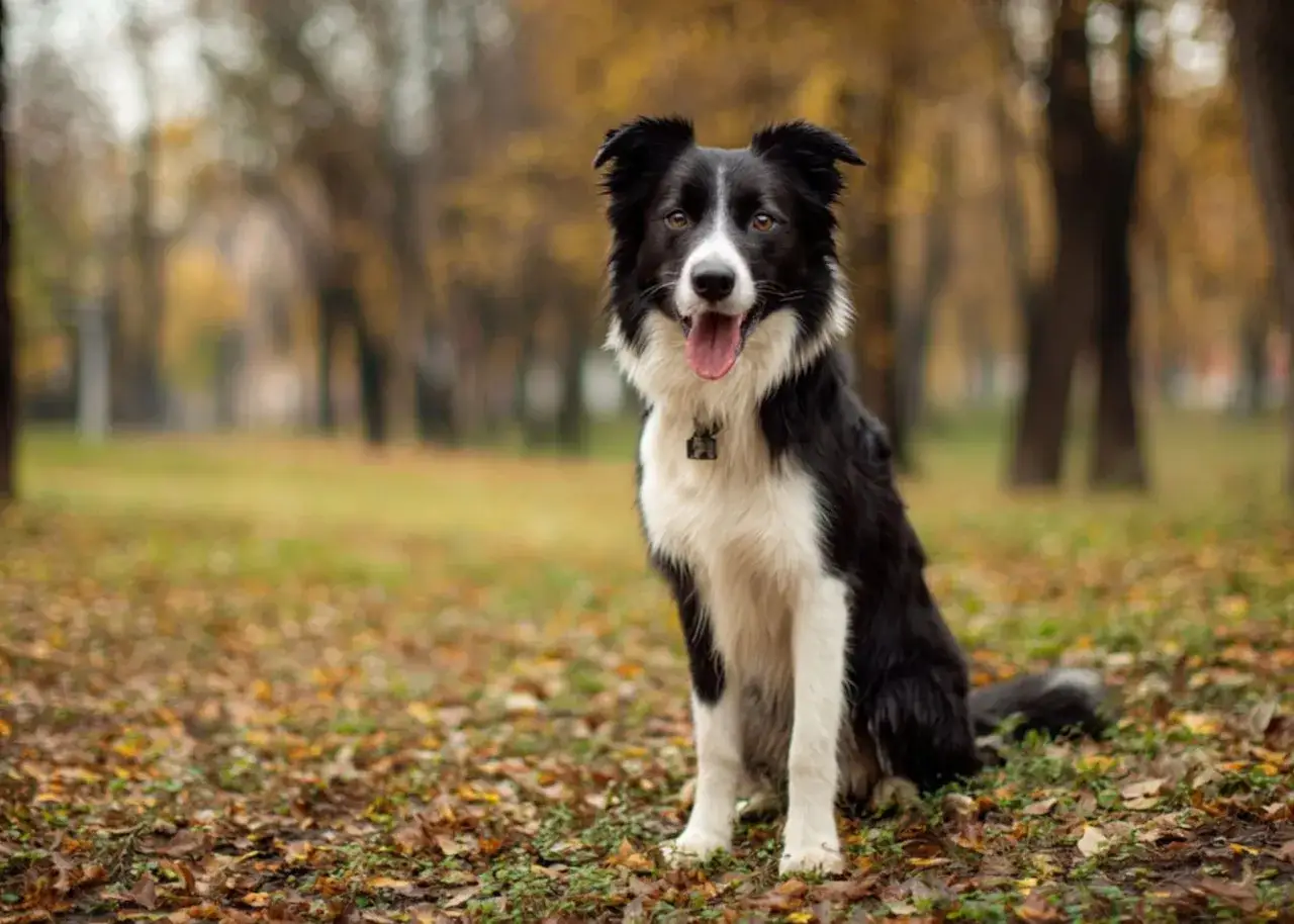 Czarny pies rasy border collie siedzi na tle jesiennego parku.
