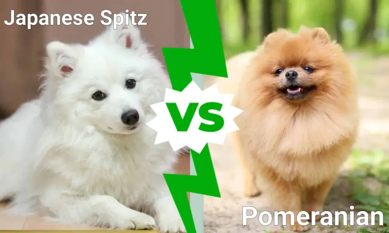 Biały szpic japoński kontra rudy pomeranian. Dwa urocze psy w zestawieniu.